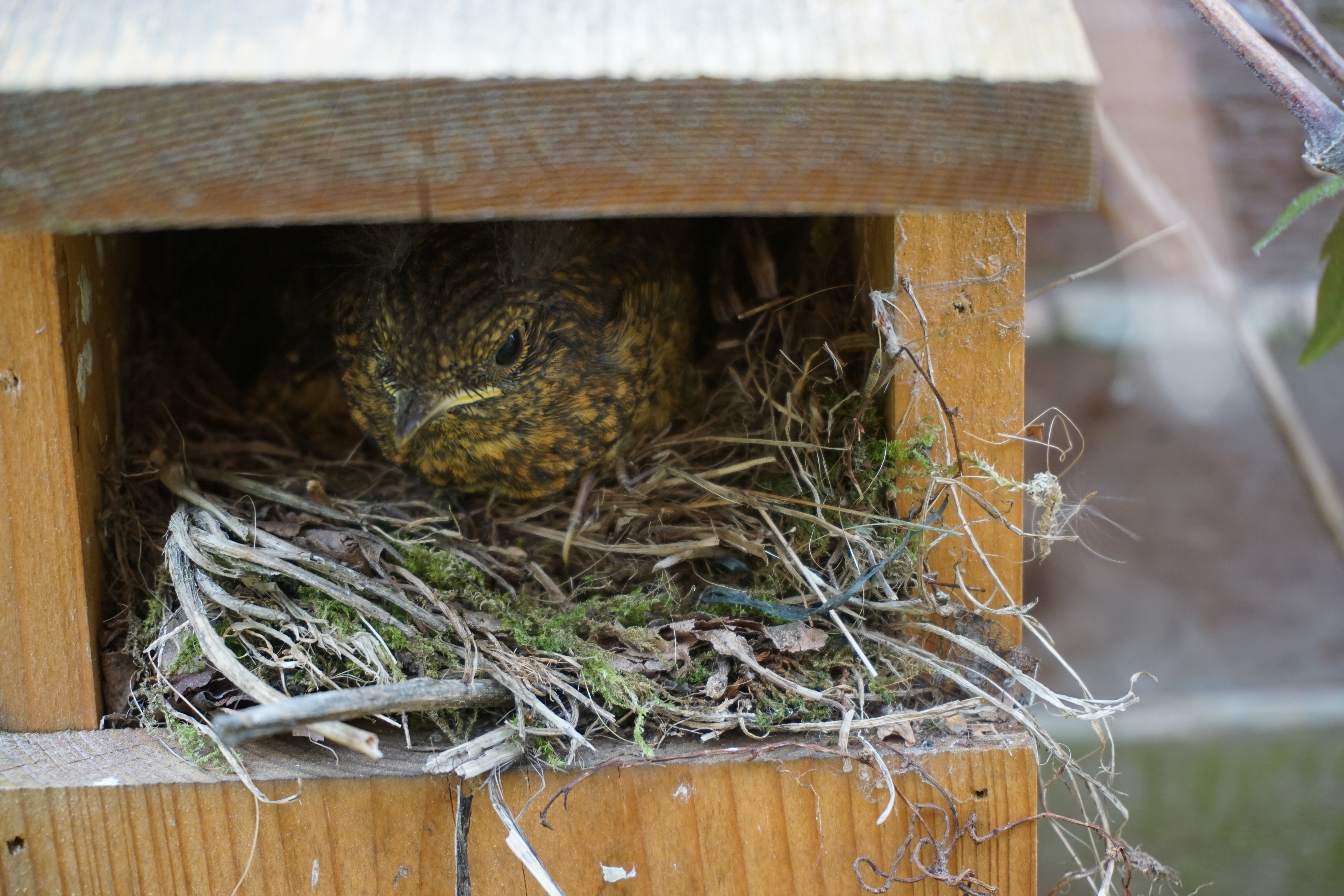 A baby robin leaving the nest for the first time