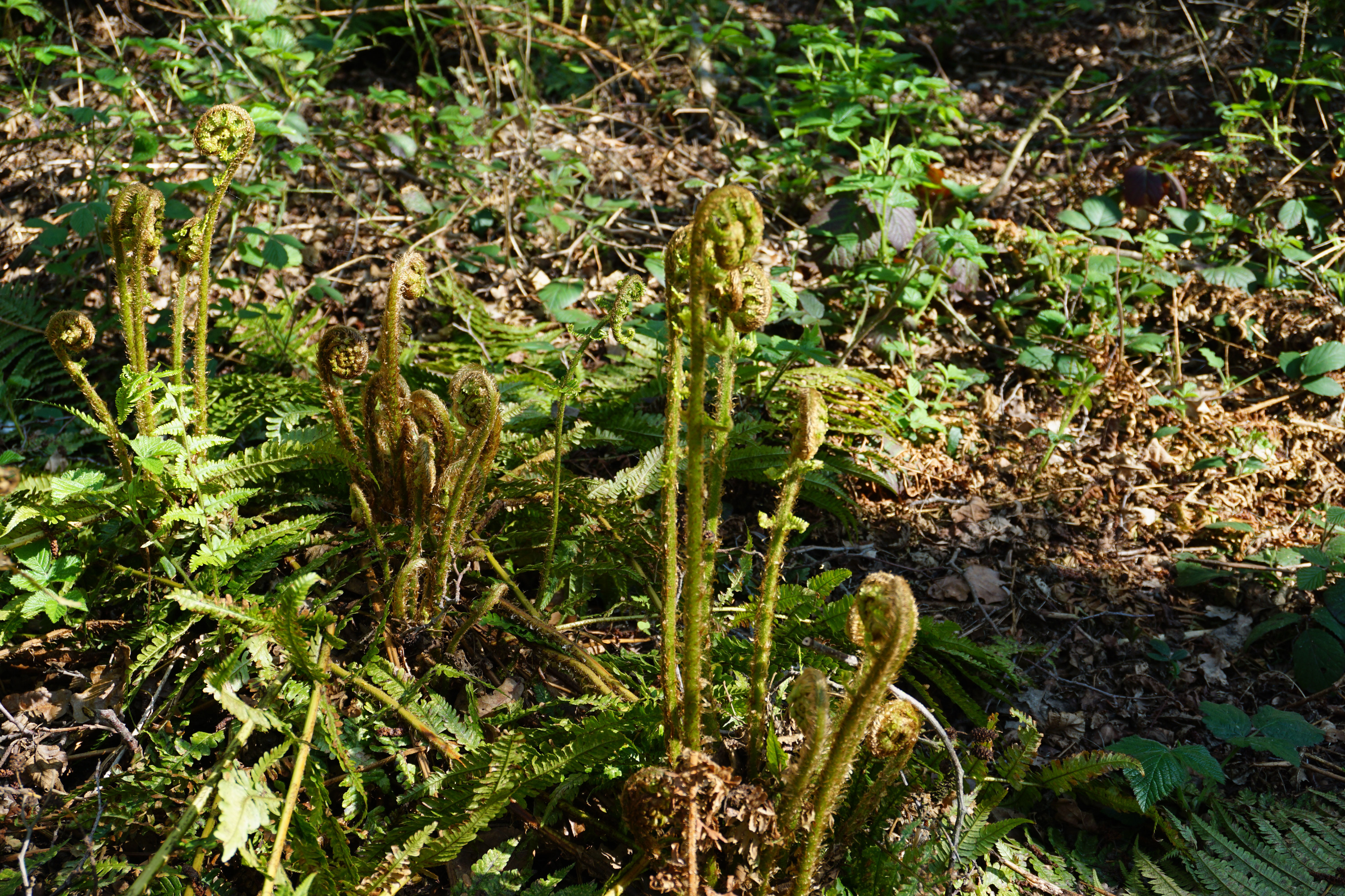 Ferns uncurling in the woods