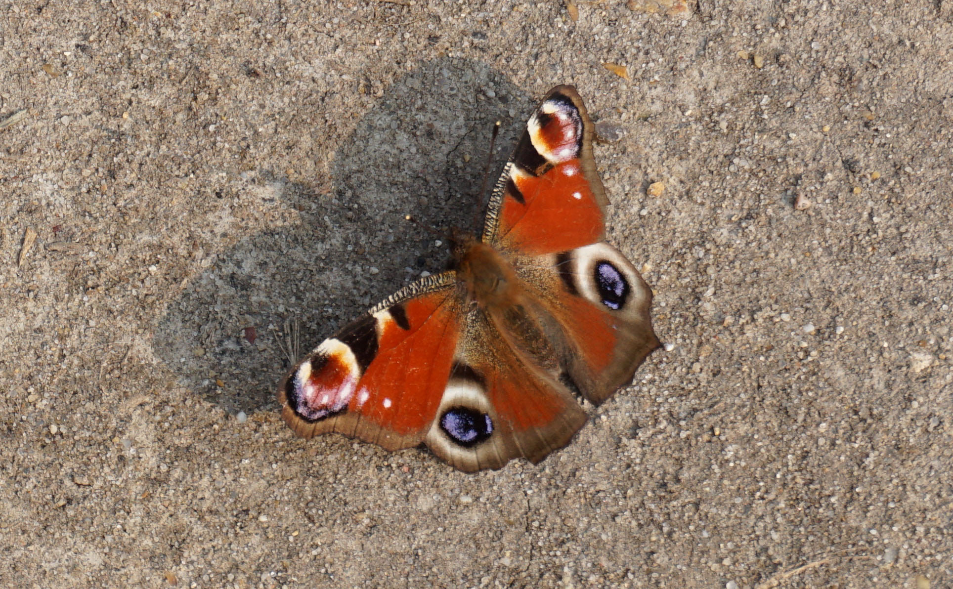 A peacock butterfly enjoying the warm spring sun