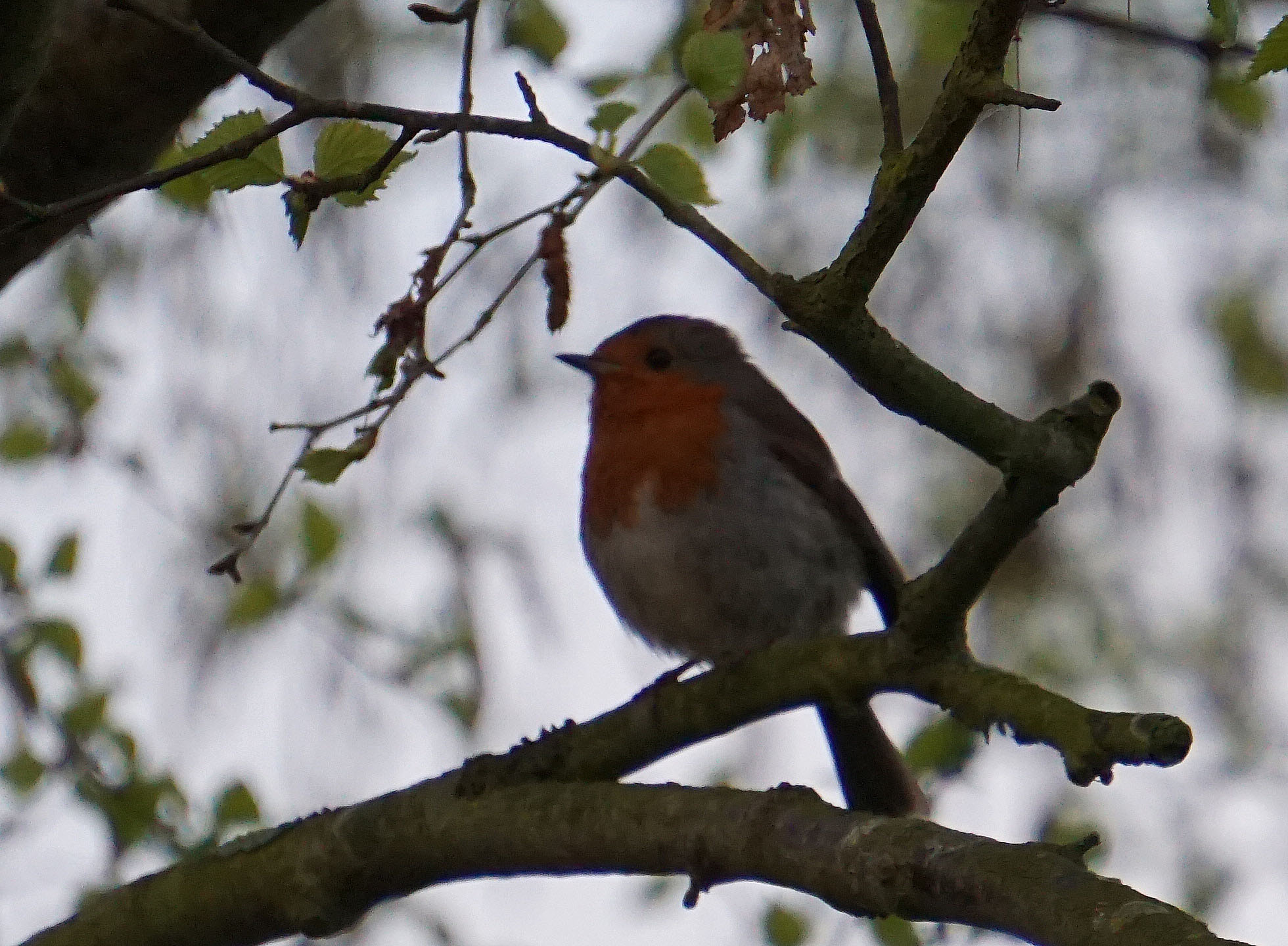 A robin singing in the tree - maybe the parent of the fledgling