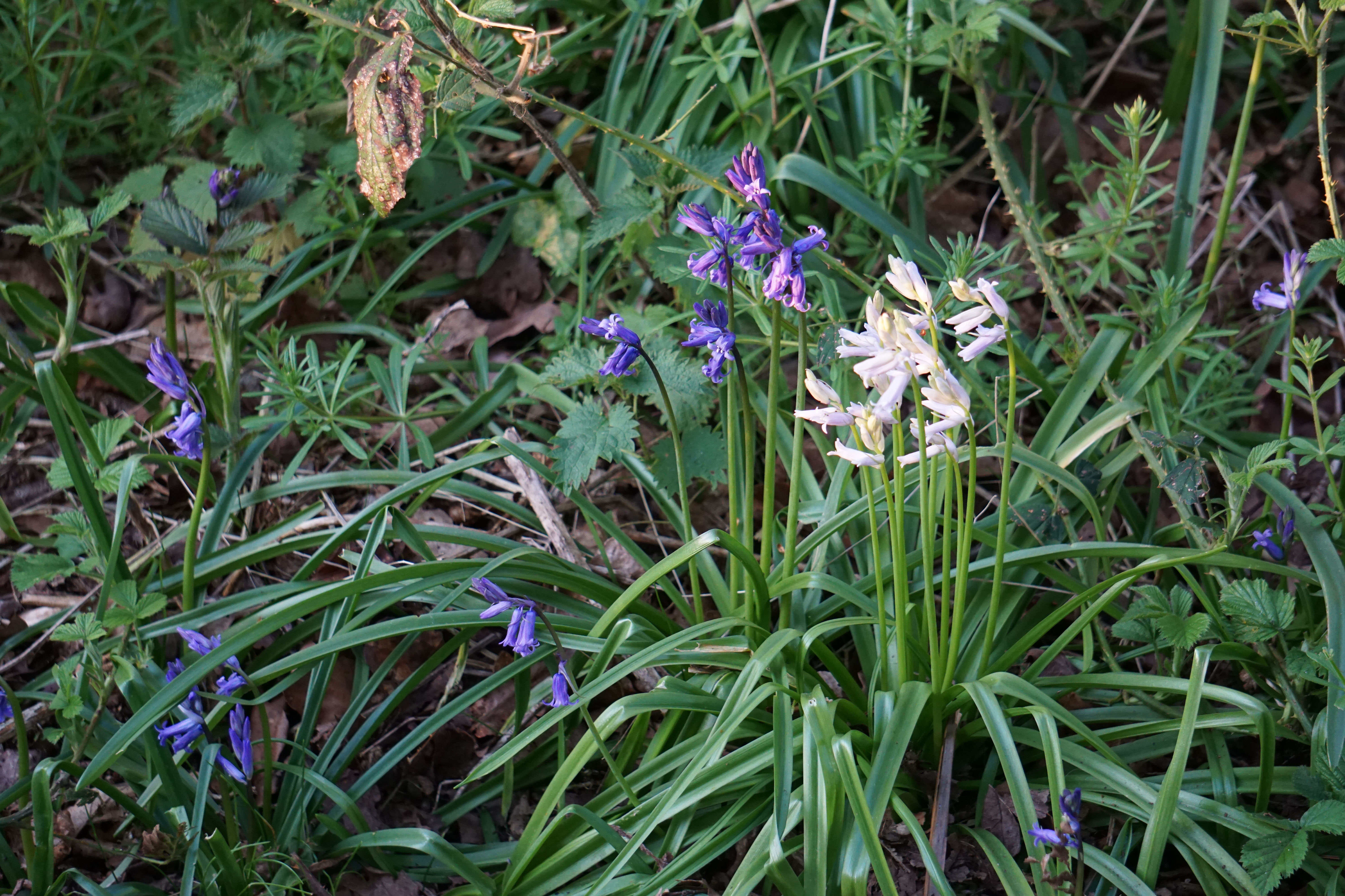 Bluebells and whitebells in our local woods