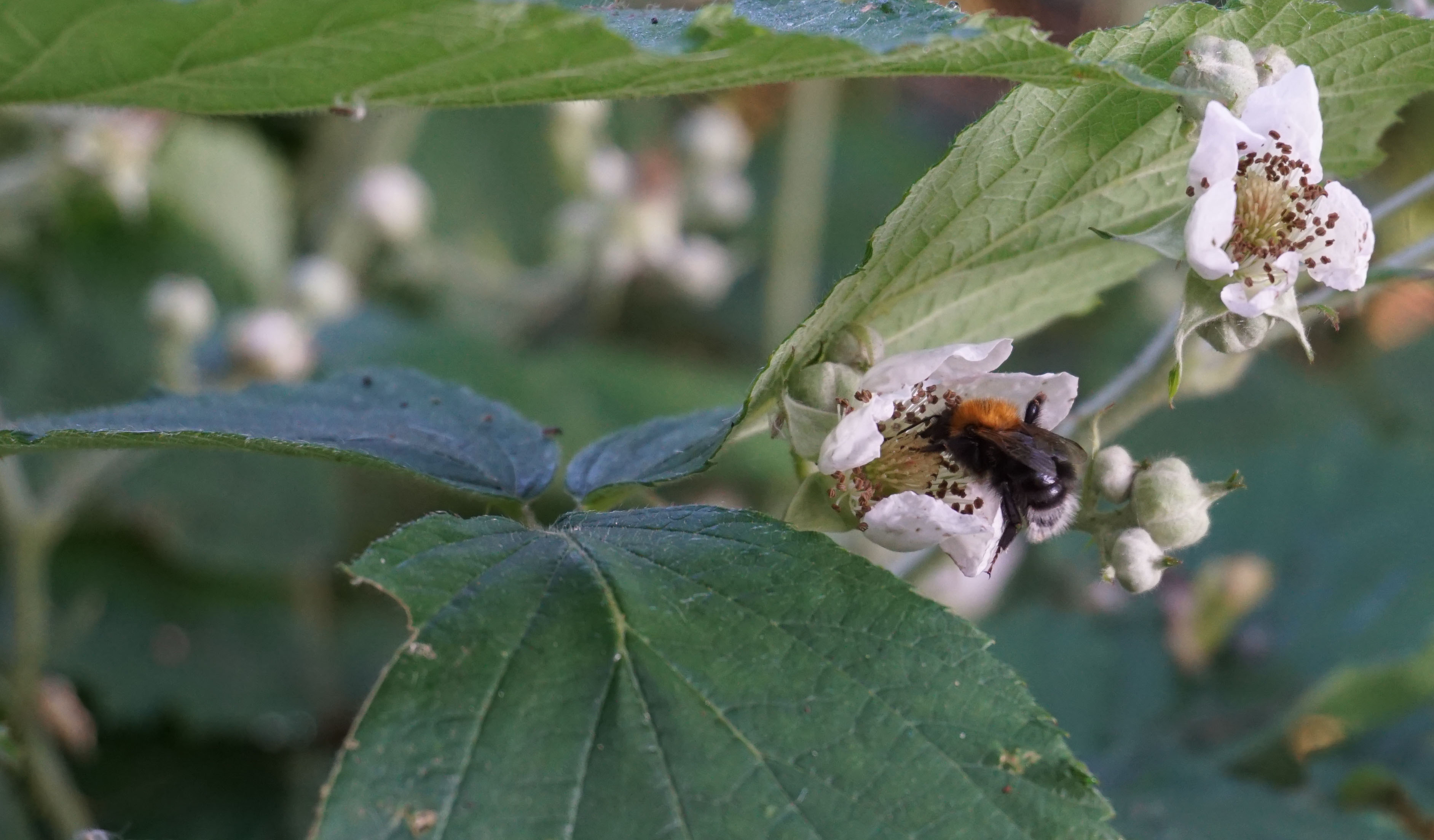 bee collecting nectar from bramble