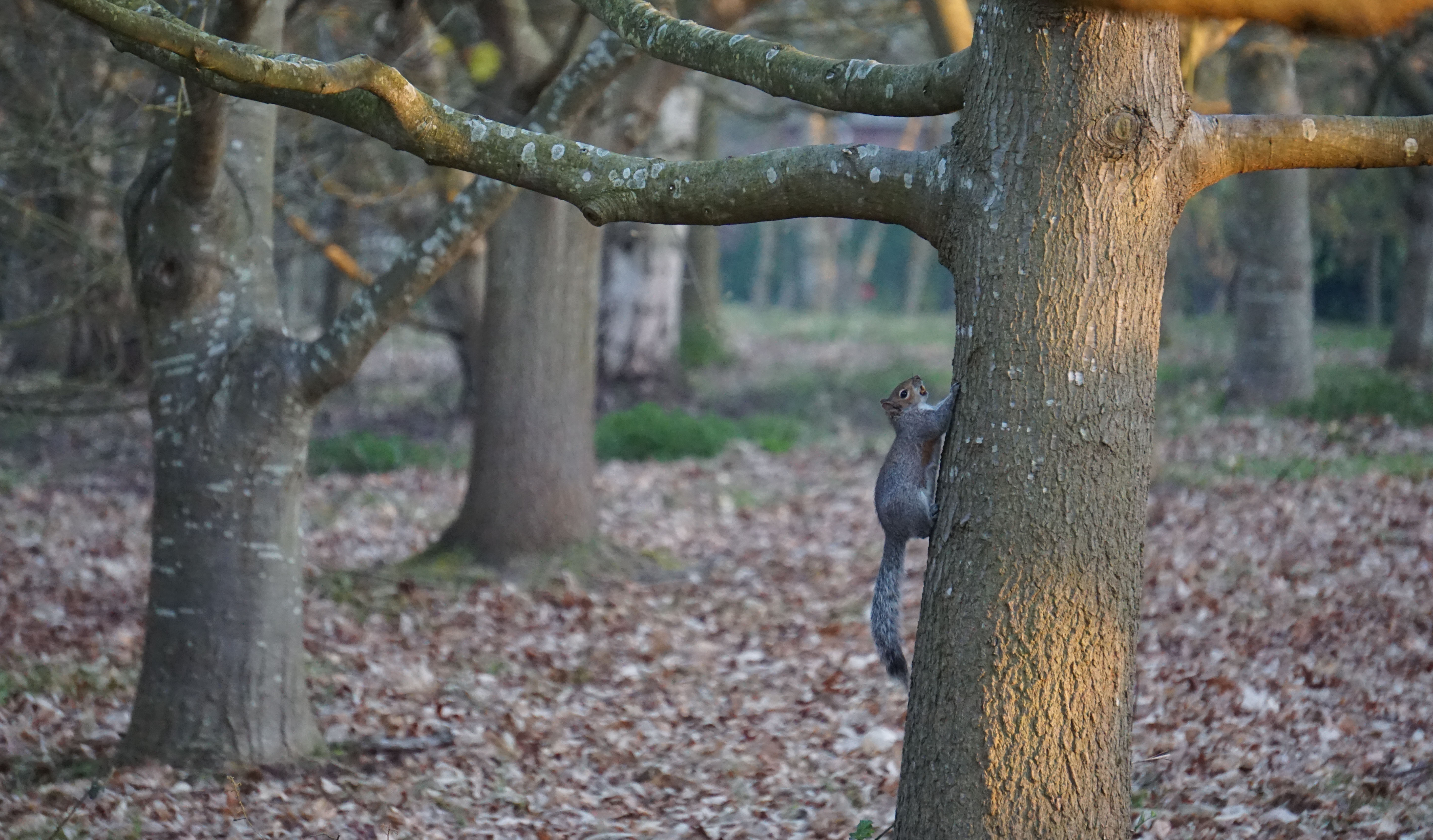 squirrel with an acorn