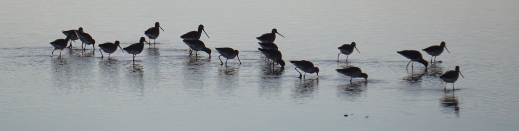 wading birds
