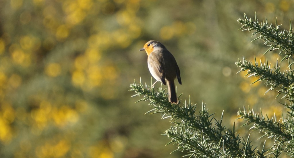 Robin on gorse