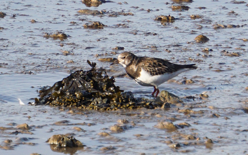 another turnstone