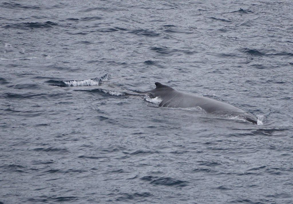Whale swimming near the ship