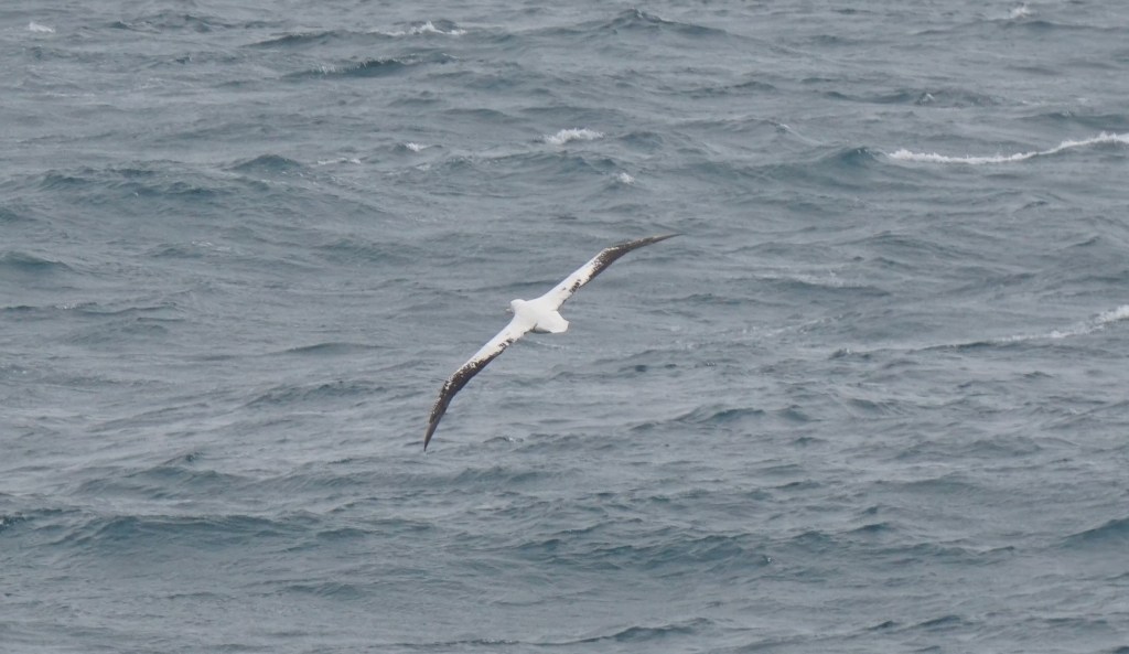 Wandering albatross