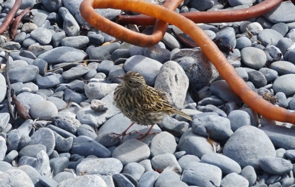 South Georgia pipit