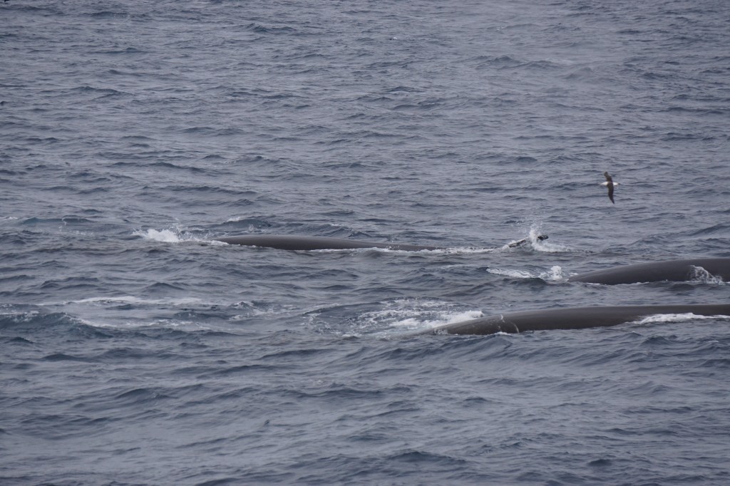 Fin whales near the ship
