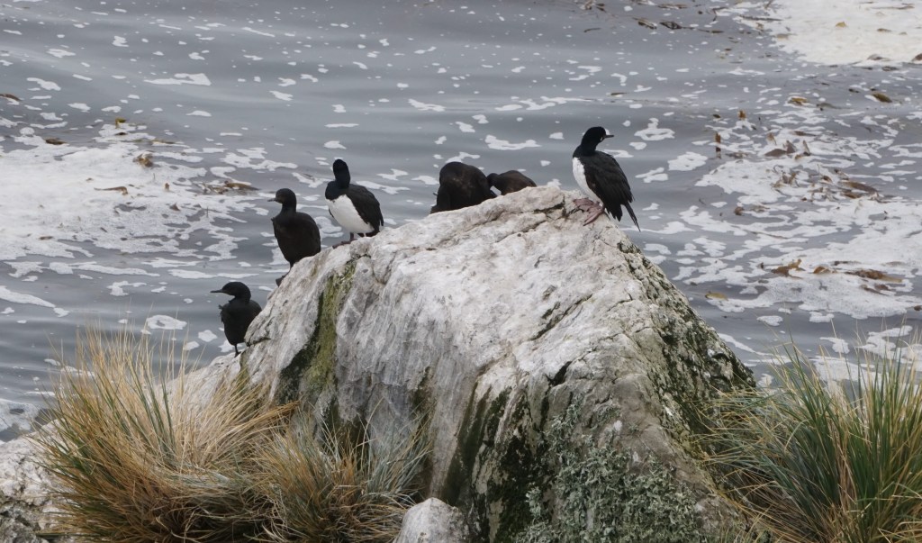Shags on rock near Gypsy Cove