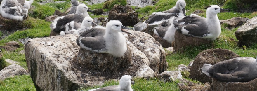 Albatross colony
