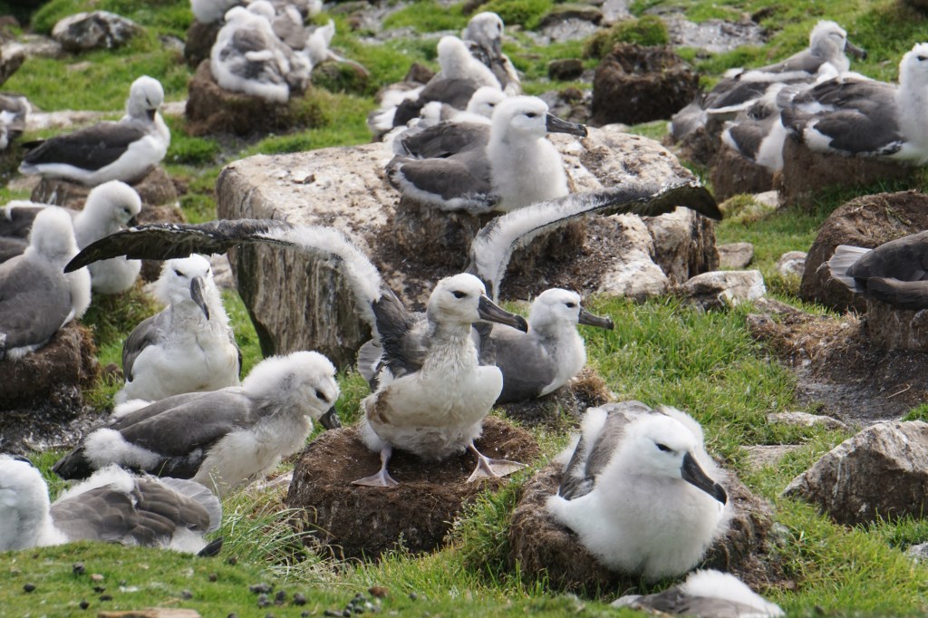 Young albatross flexing its wings