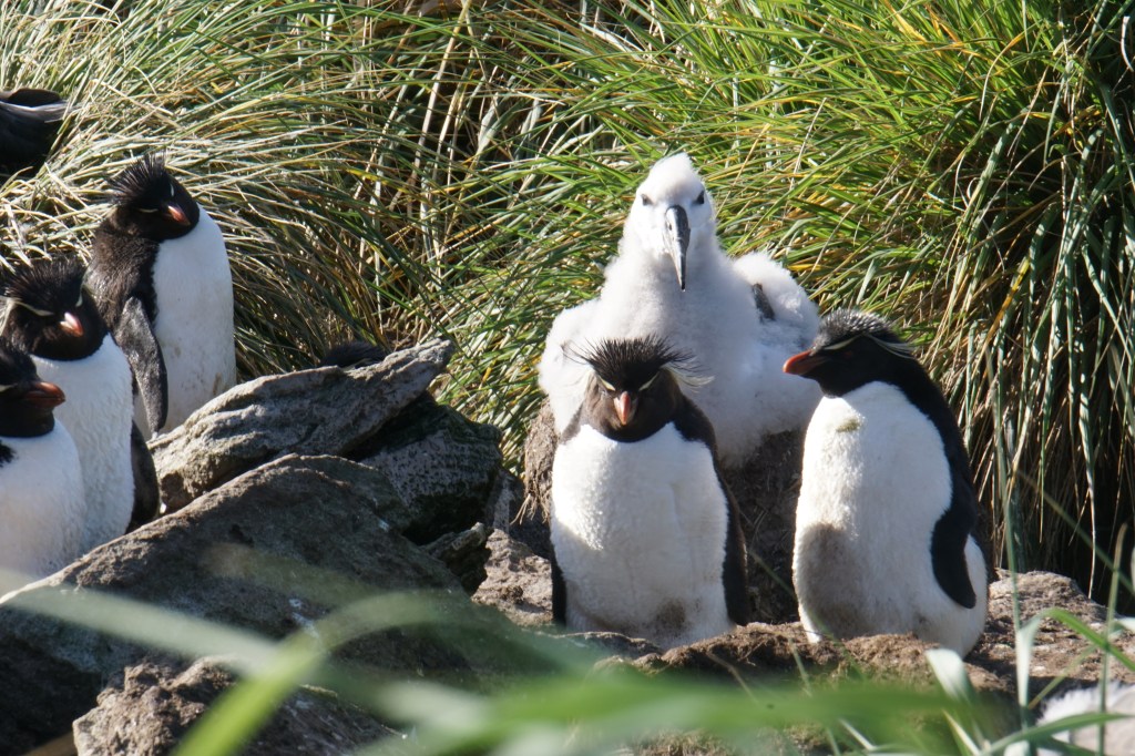 Albatross and rockhopper penguins