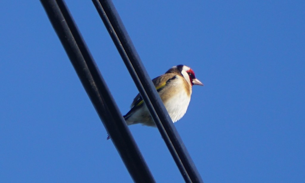 Goldfinch