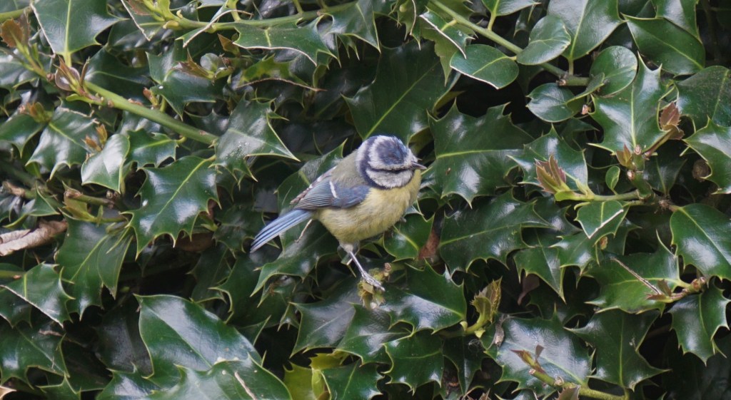 Bluetit