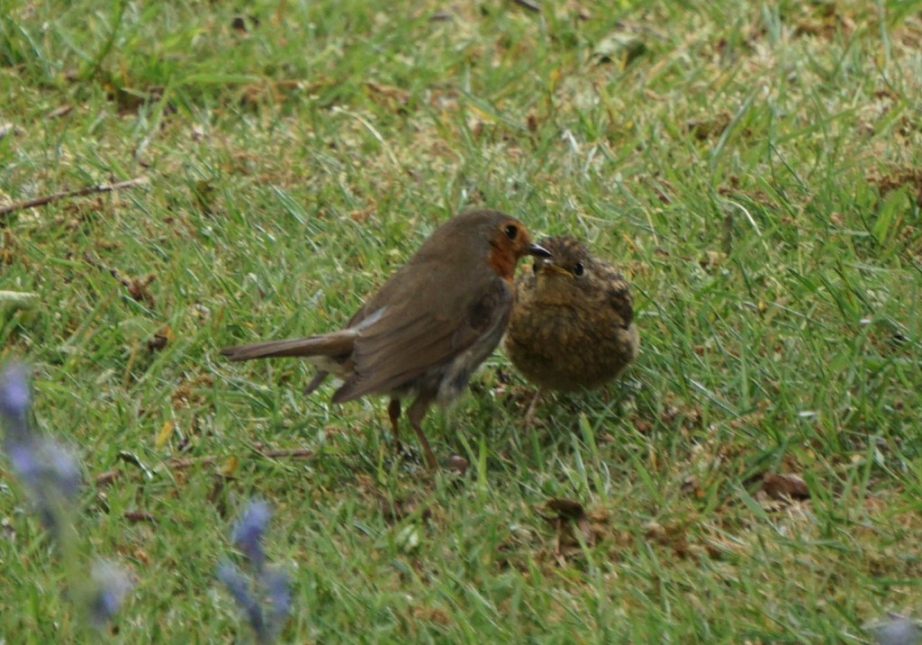 Feeding the baby robin