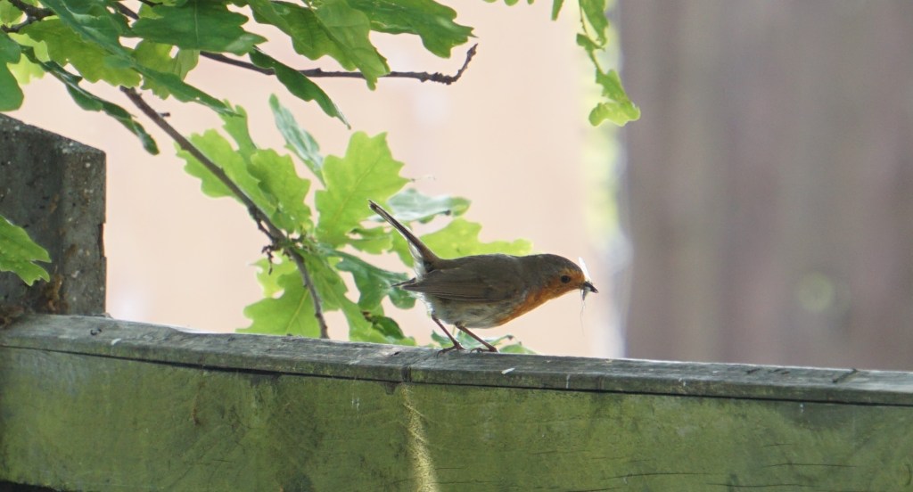 Robin with insects
