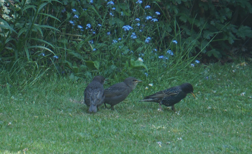 Starlings looking for food