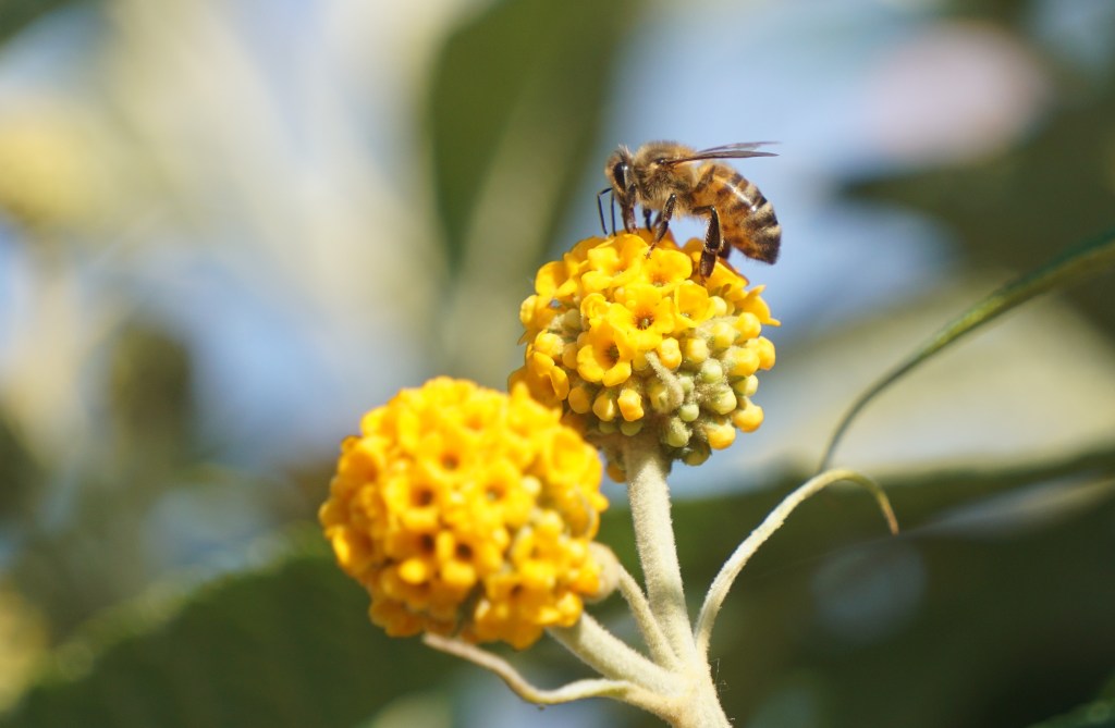Honey bee on orange buddleia