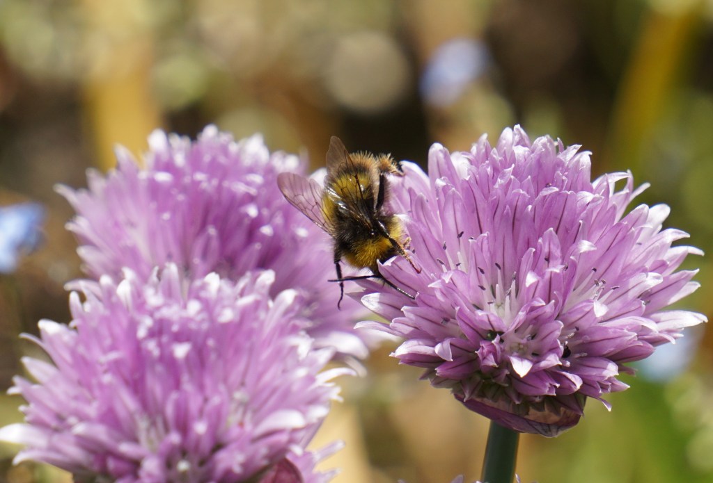 Bumble bee diving into a chive flower