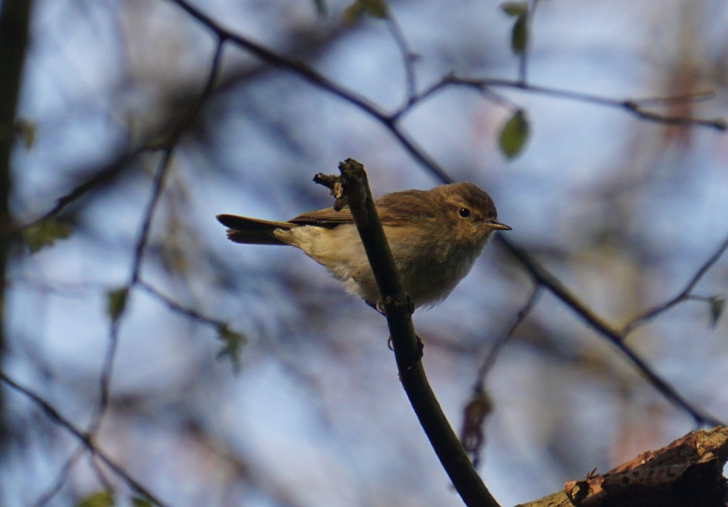 A chiffchaff amongst the branches