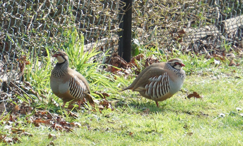 A pair of red-legged partridges visited the garden