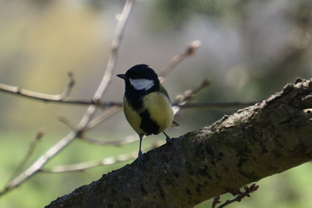 A great tit waiting its turn on the peanut feeders