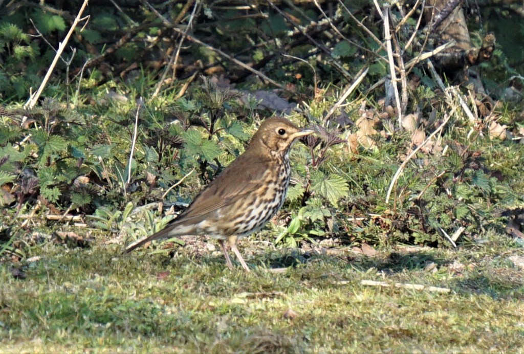 A song thrush - what a beautiful song they sing