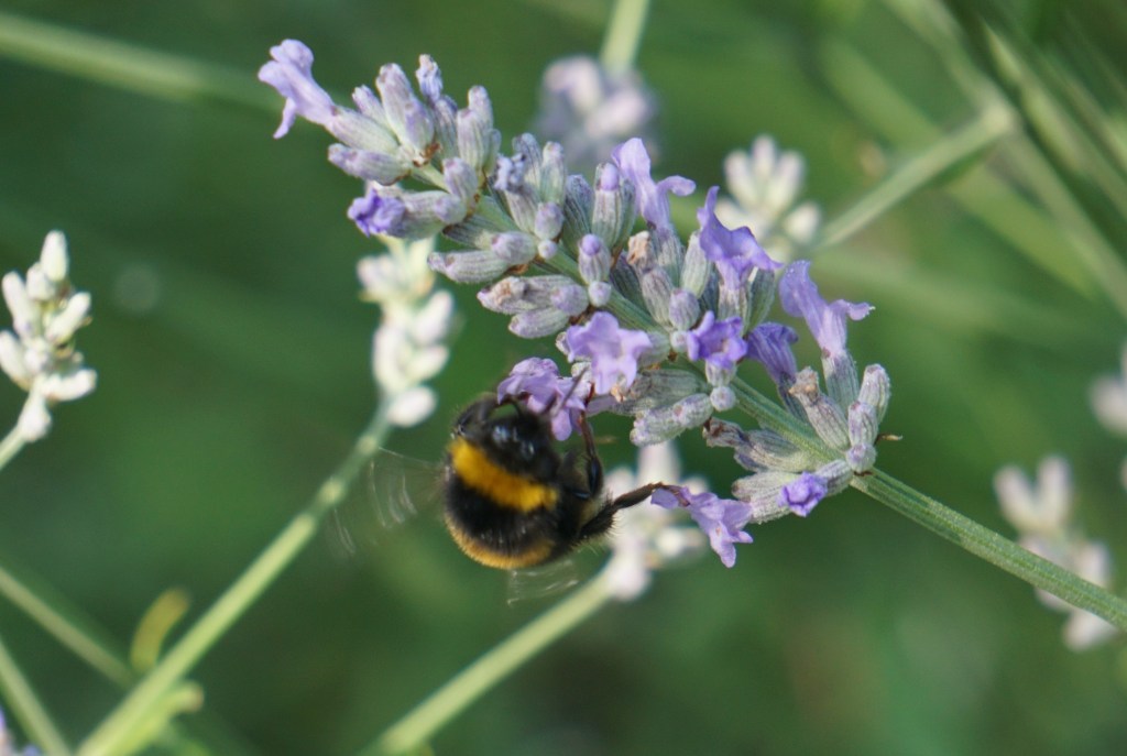 bumble bee on lavendar