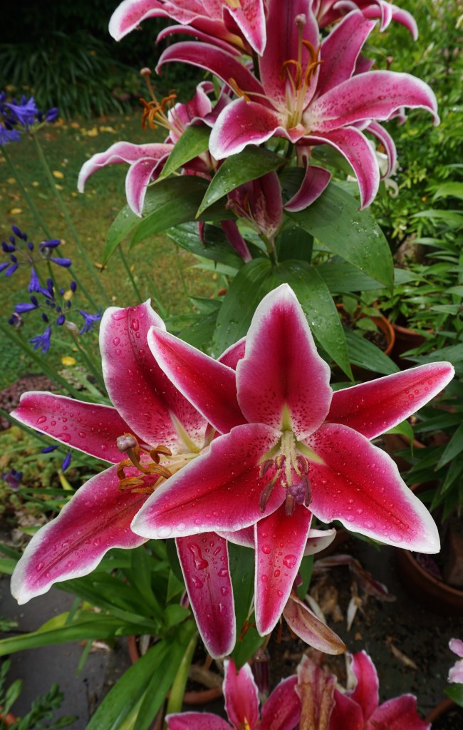 pink oriental lilies