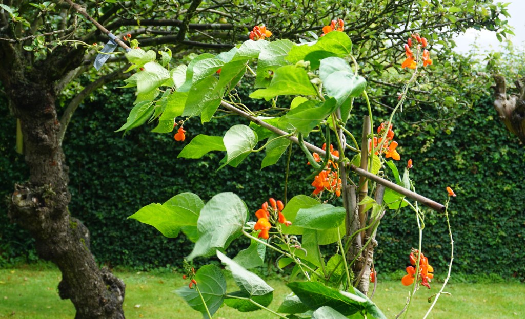 runner beans growing up apple tree