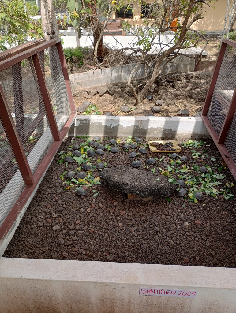 giant tortoises hatched in 2023
