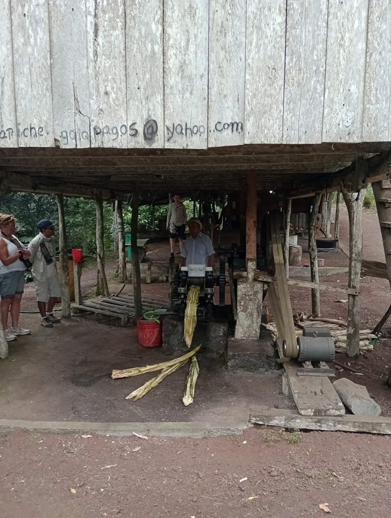 mechanised sugar cane crusher