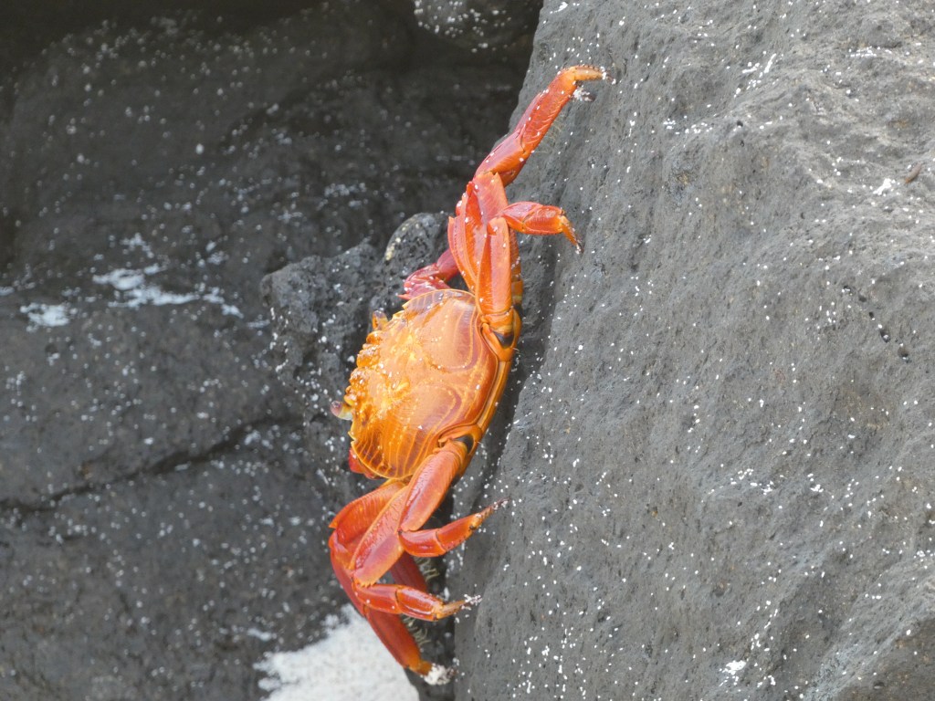 Sally light-foot crab