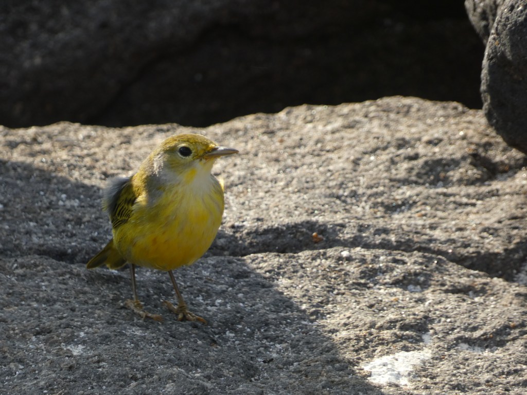 yellow warbler