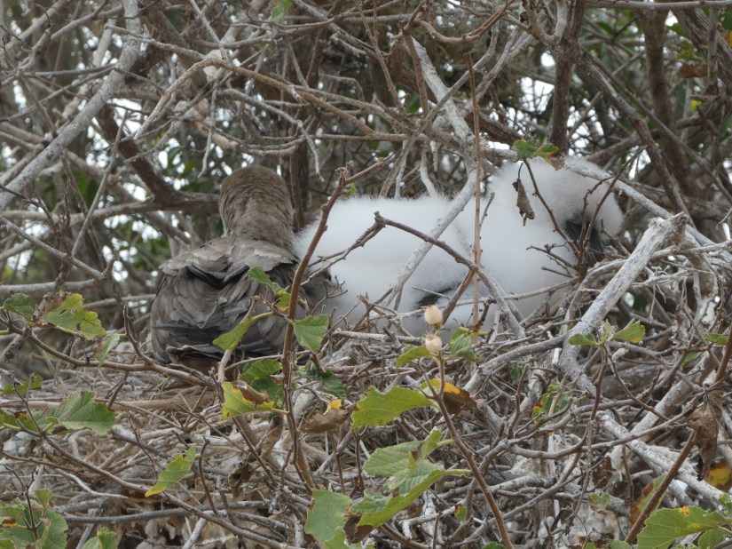 red-footed booby