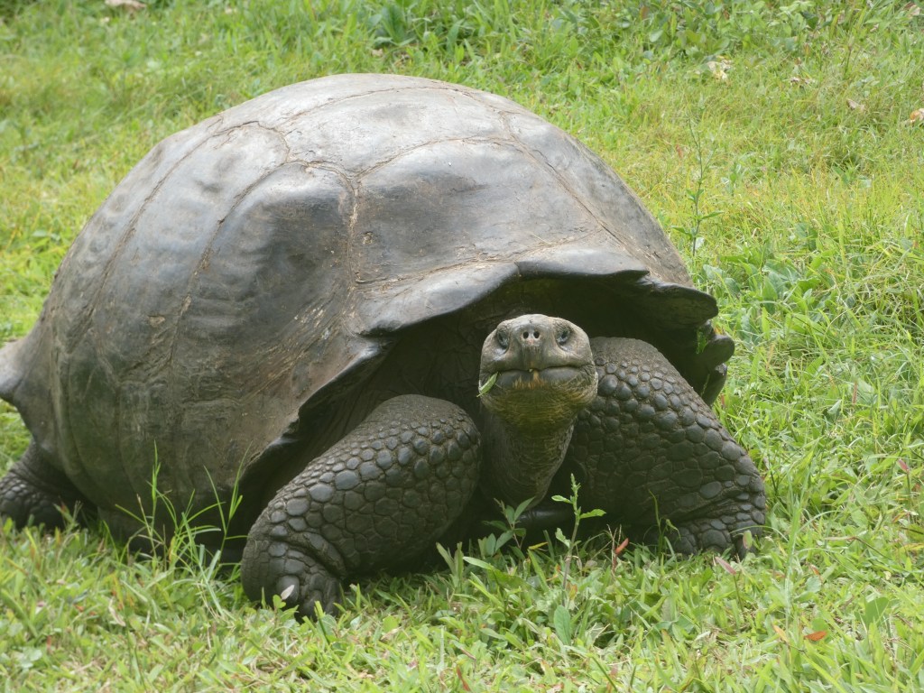giant tortoise