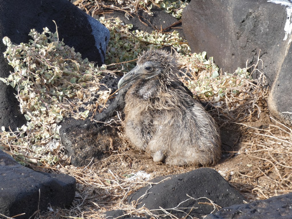 young waved albatross