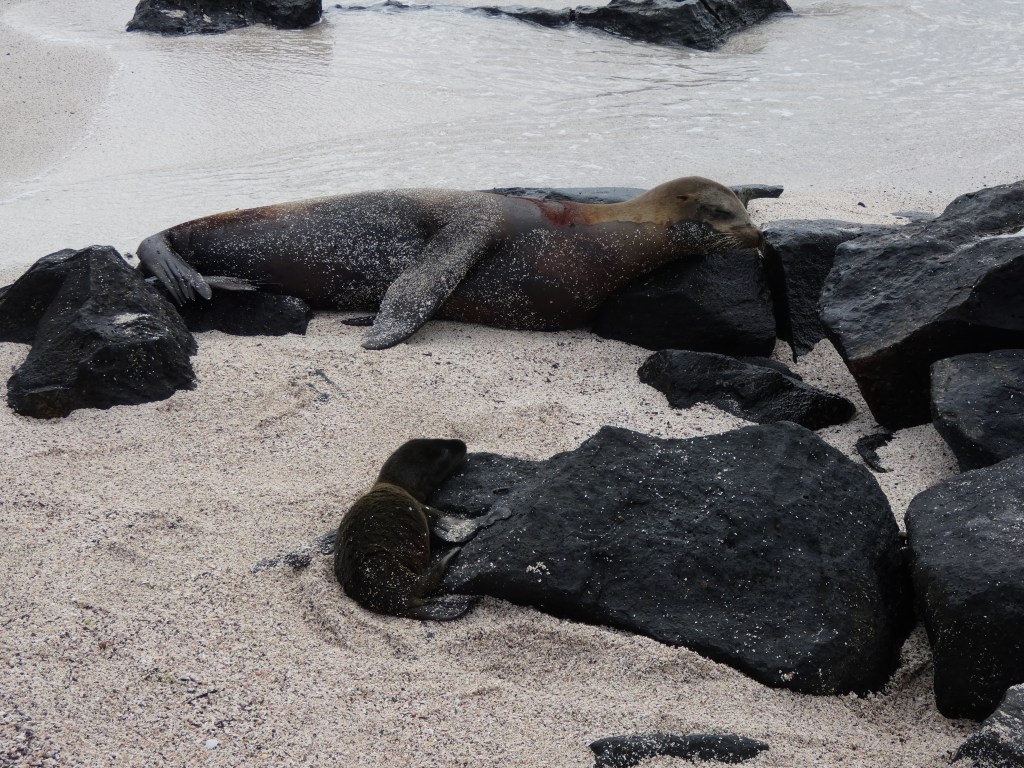 baby sea lion, only a few hours old with its mother