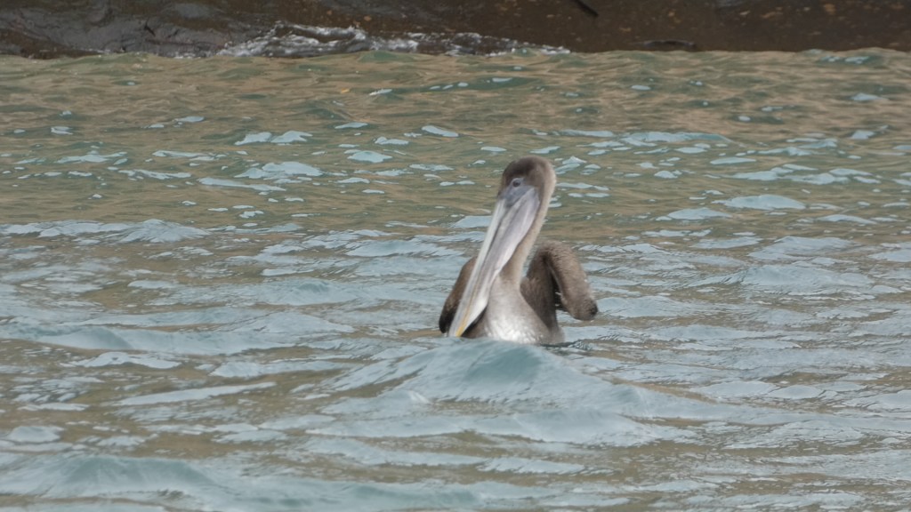 pelican
