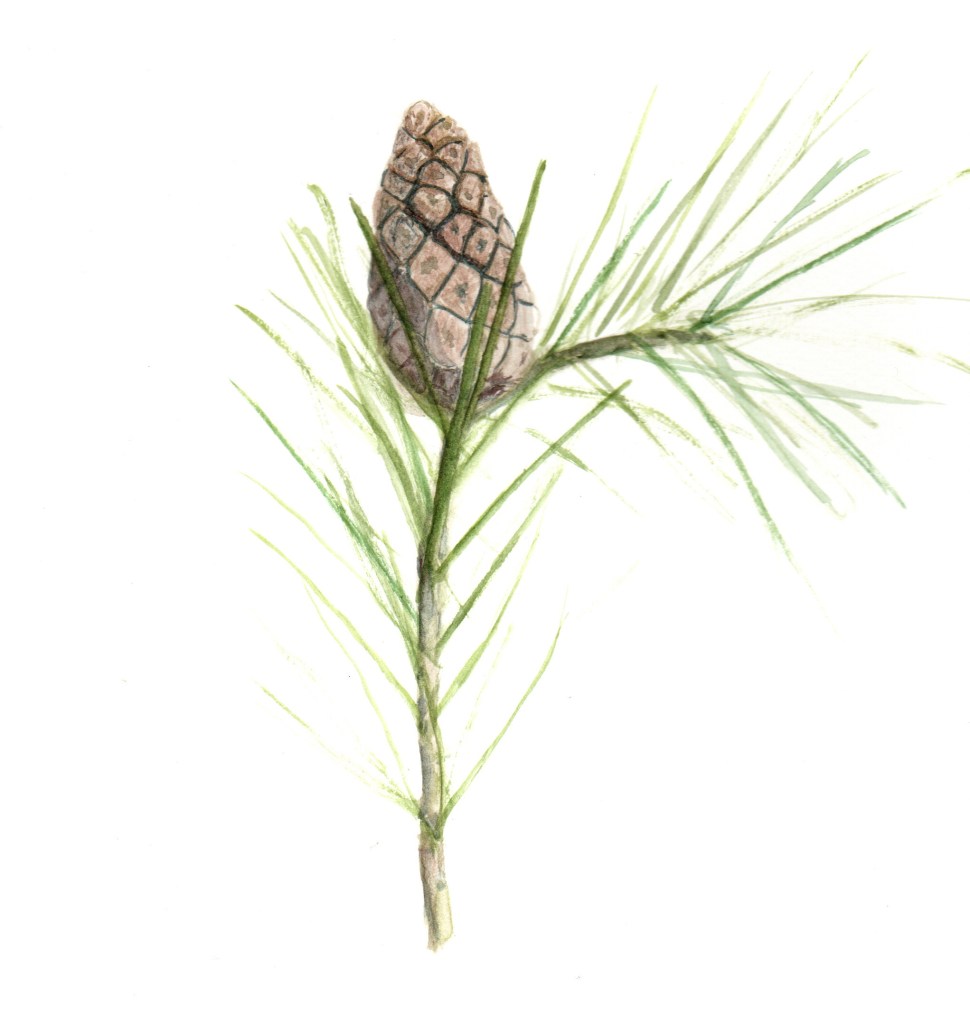 pine cone