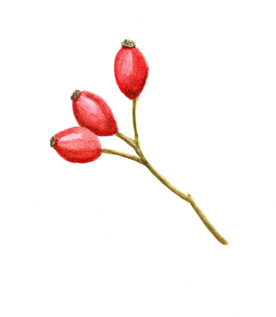 rose hip