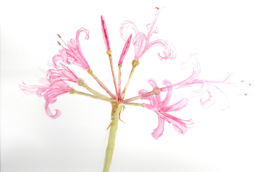 nerine