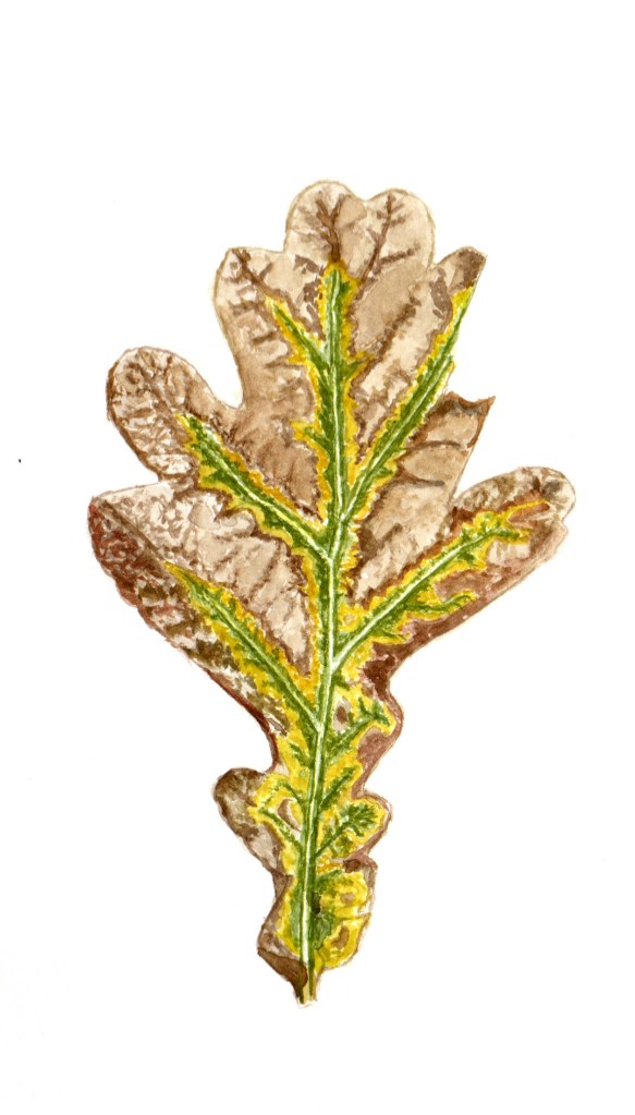 oak leaf