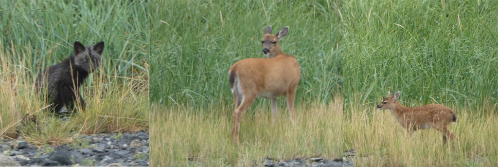 arctic fox and deer in Moser Bay