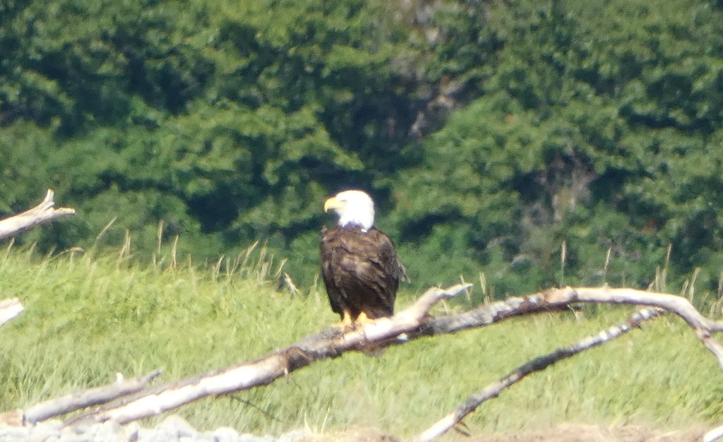 bald eagle