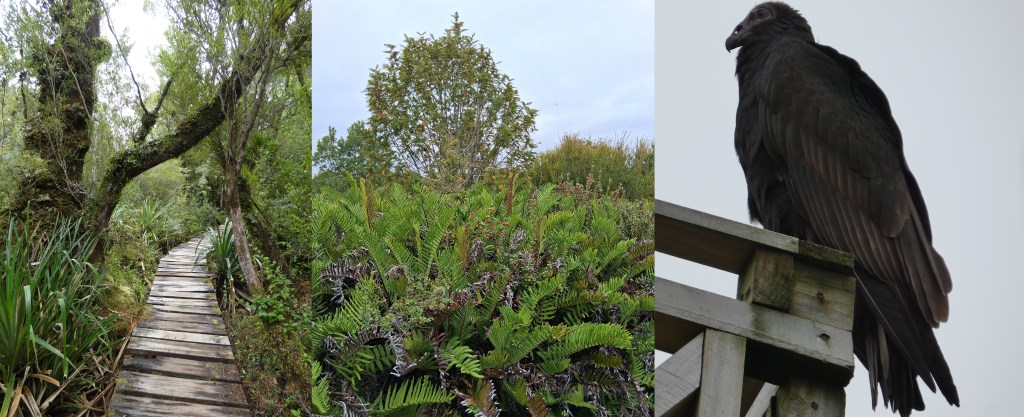 Chiloe national park