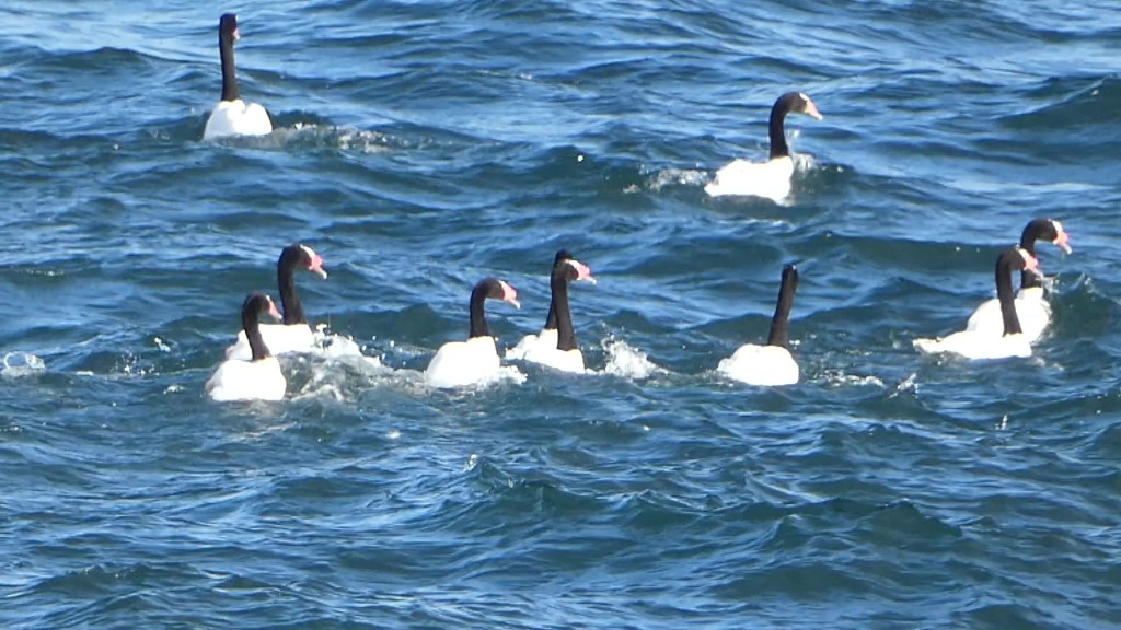 Black-necked swans outside Puerto Natales