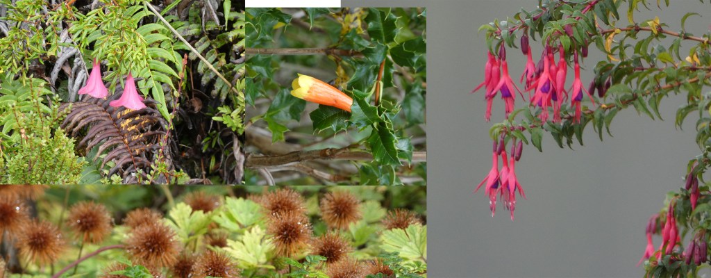Plants at Puerto Eden